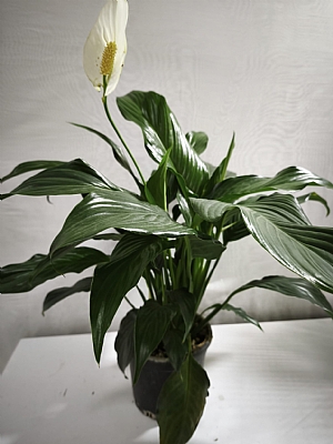 Bar iei / Spathiphyllum (Spatifilyum)