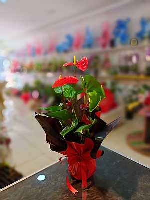 ANTORYUM     �THAL