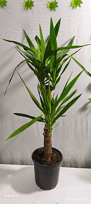 ODUN YUCCA  ��FTL�