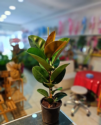 TEKLI KAUUK 